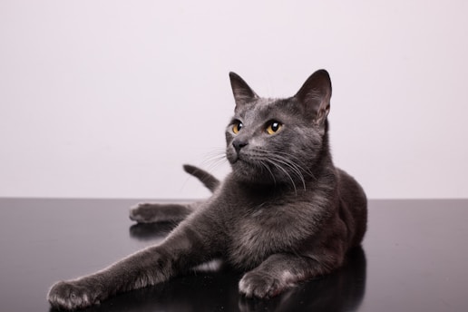 black cat on white table