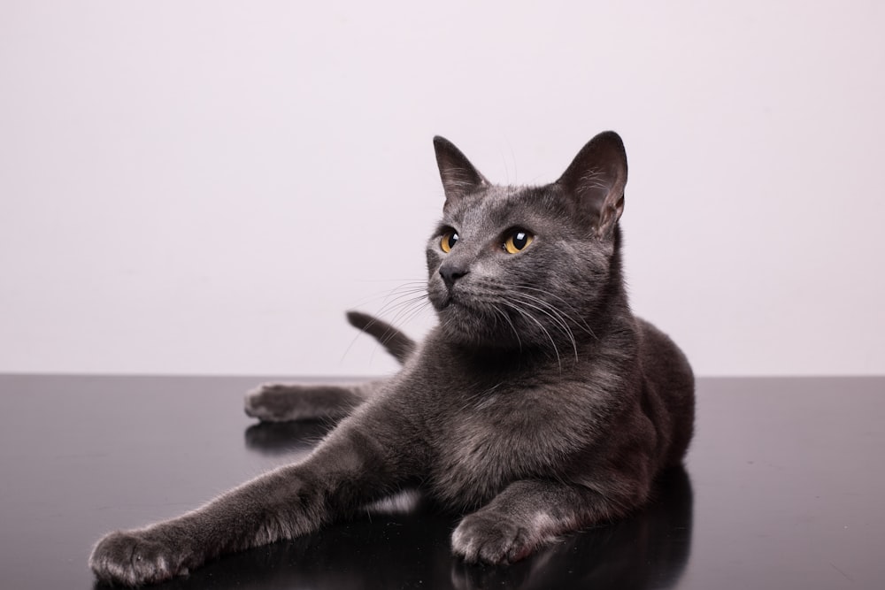 black cat on white table