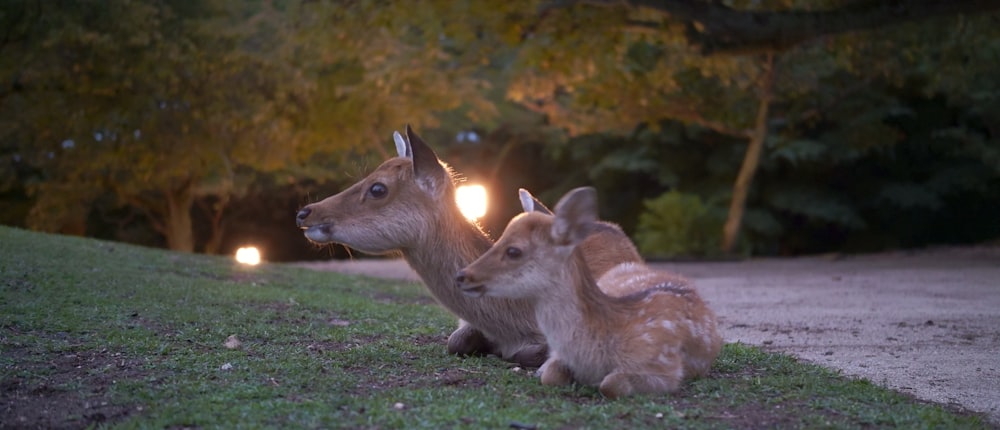 brown deer on green grass during daytime