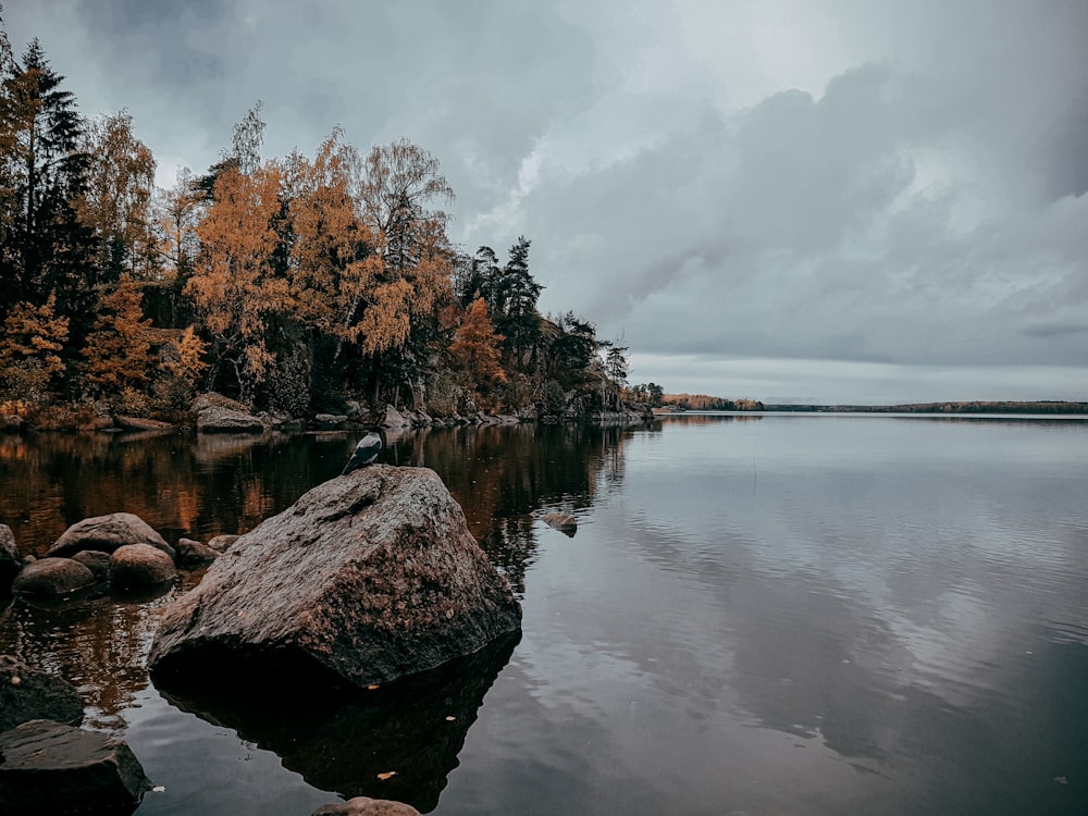 brown trees beside body of water under cloudy sky during daytime