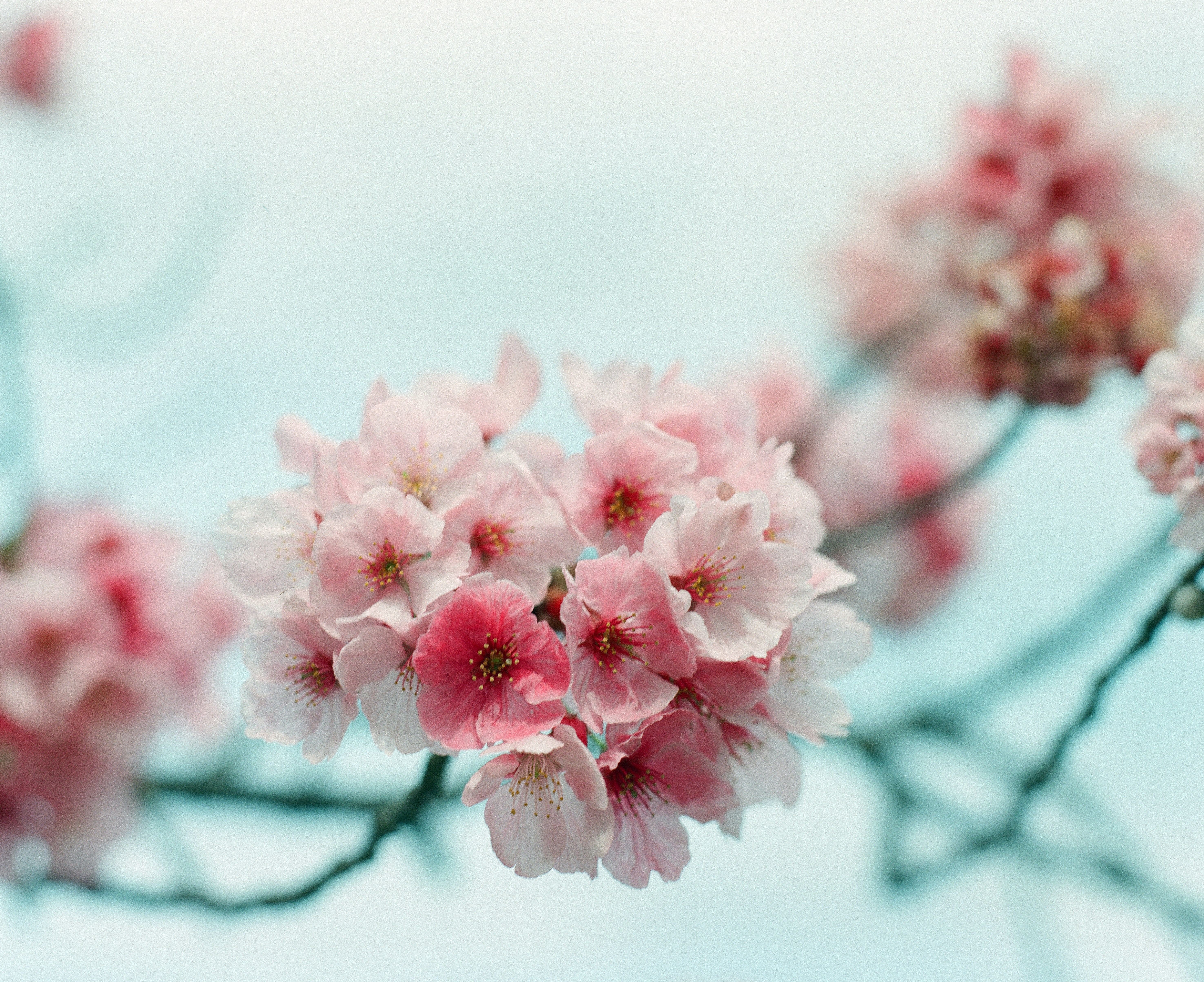 クローズ アップ写真でピンクの桜の写真 Unsplashで見つける桜の花の無料写真