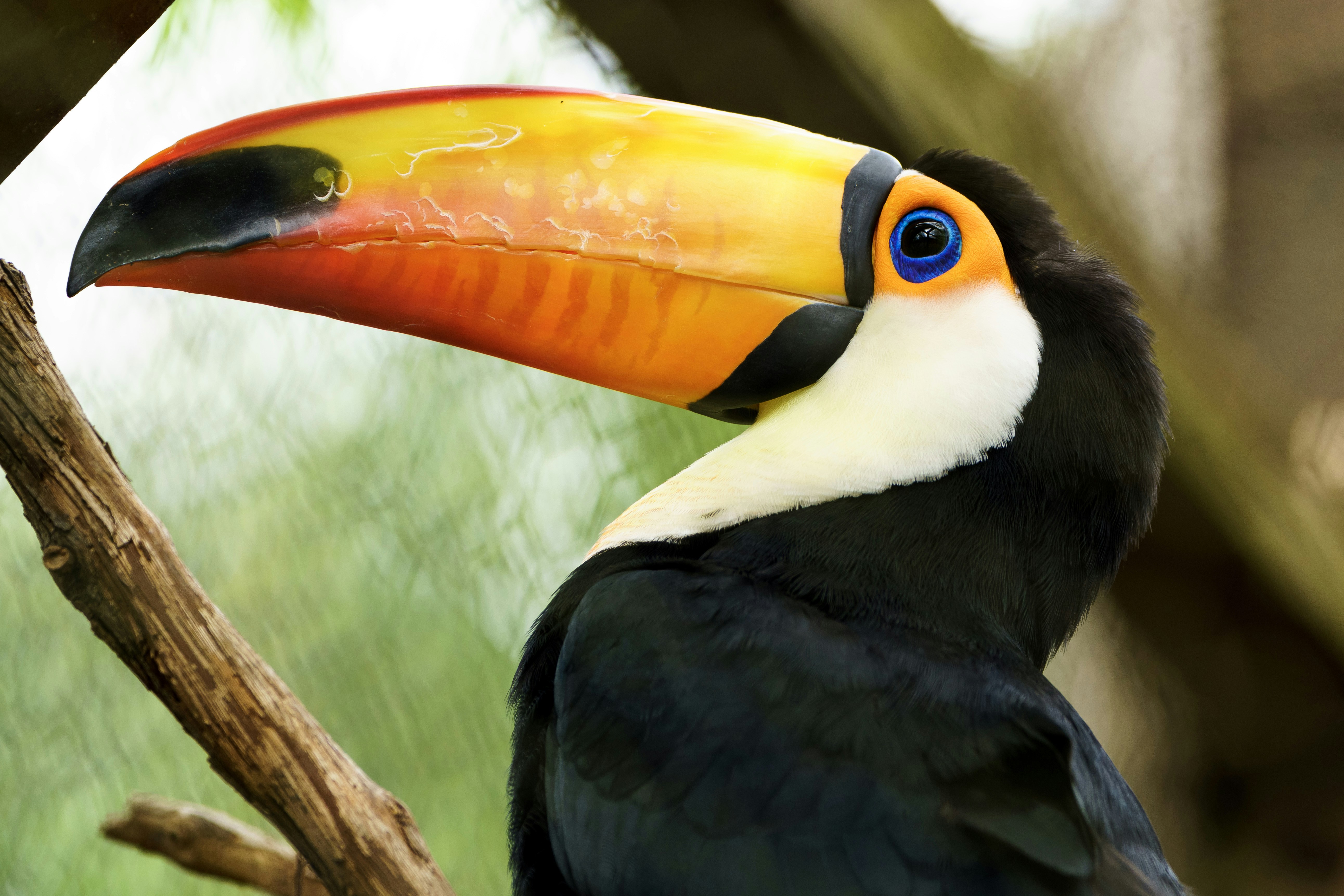 Toucans, Identity, and College Sports Fandom