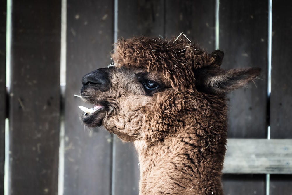 brown llama in cage during daytime