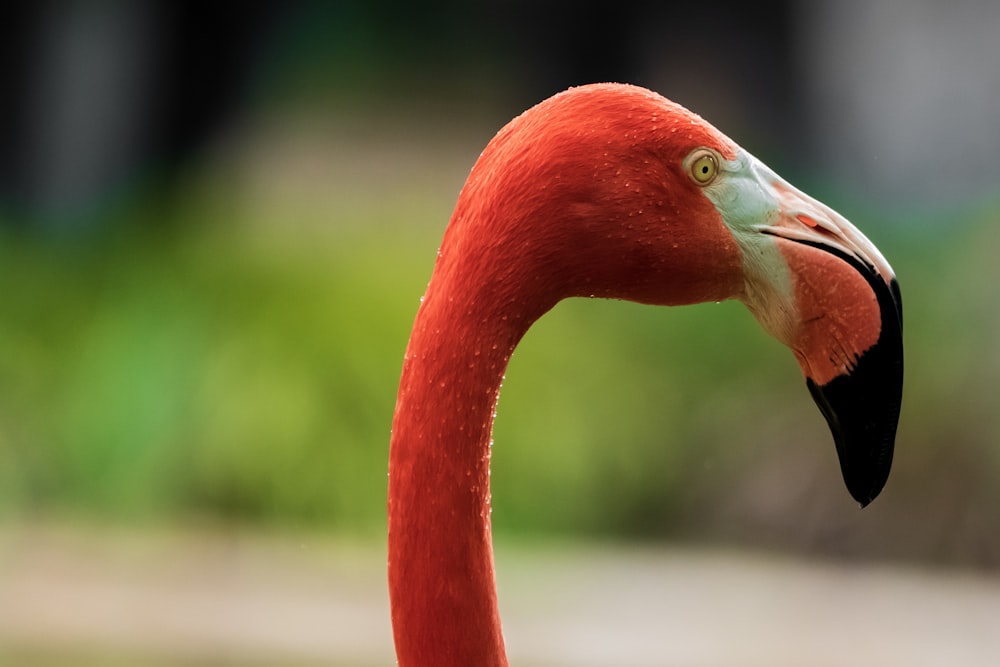 pink flamingo in tilt shift lens
