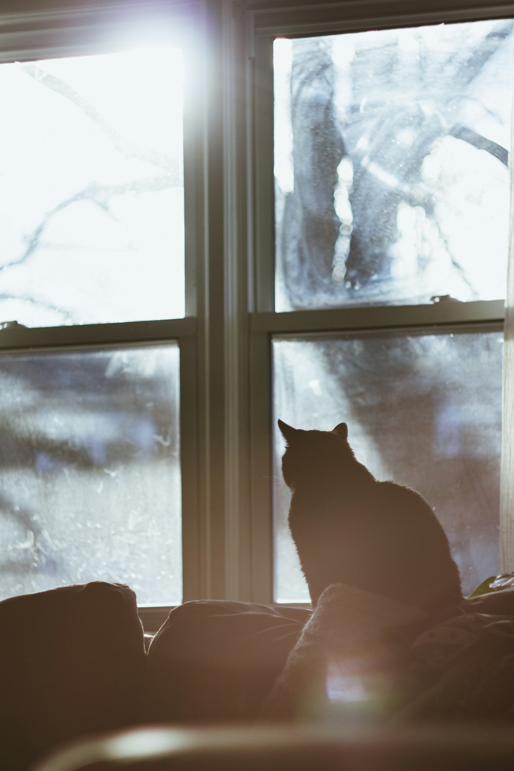 black cat on white bed near window