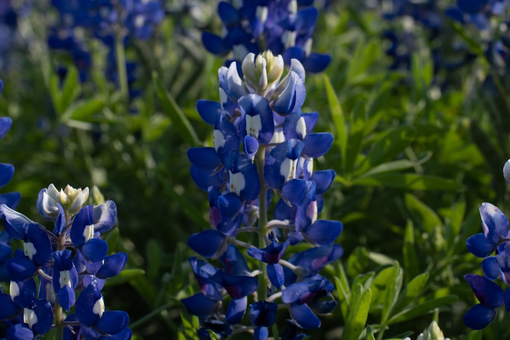 purple flowers in tilt shift lens