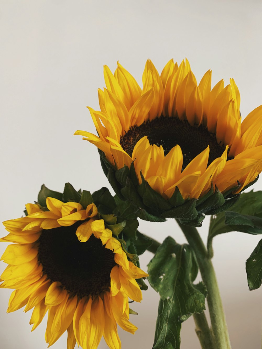 Girasol amarillo en fotografía de primer plano