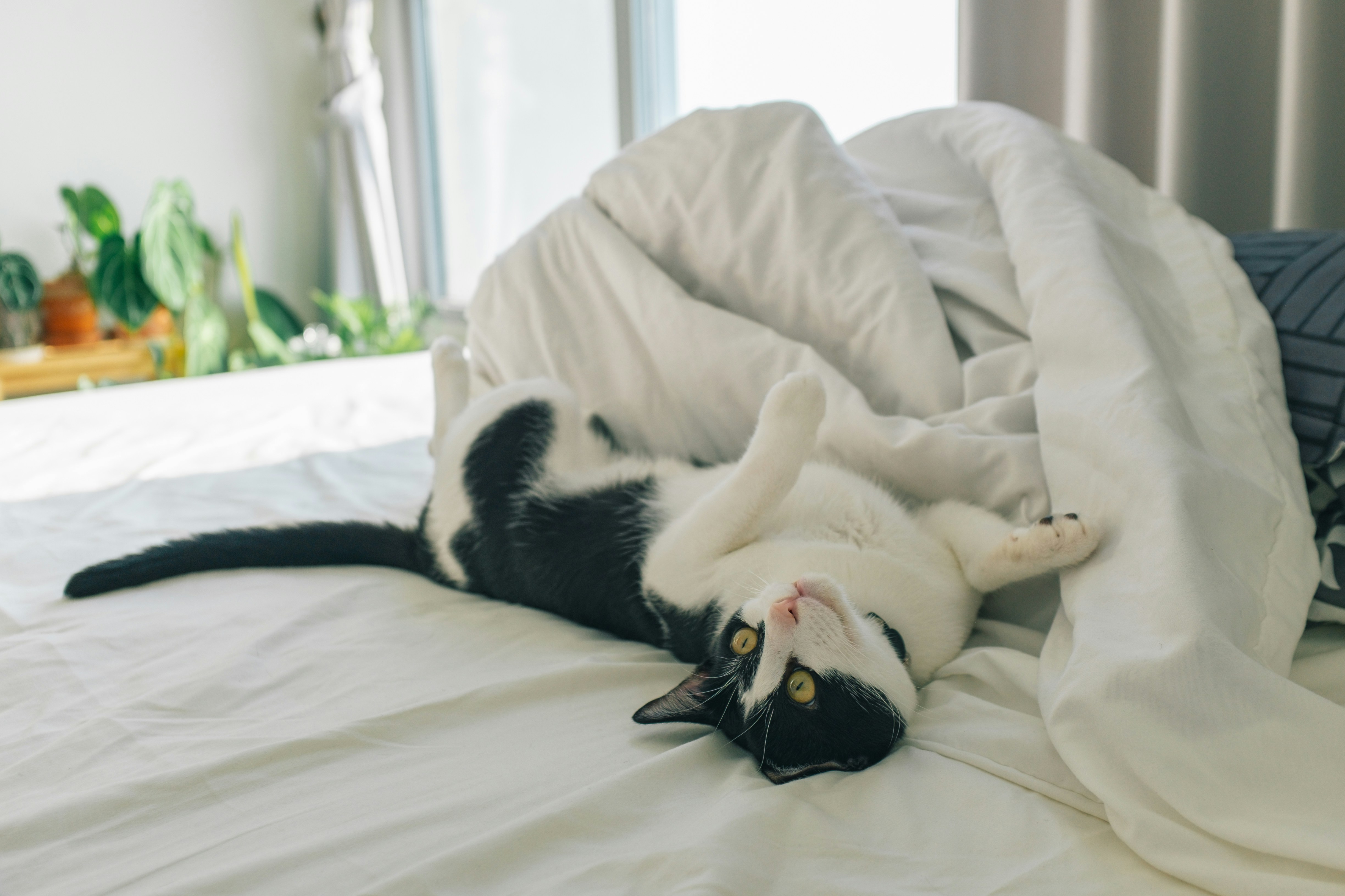 Black and white cat lying on white bed photo – Free Cat Image on Unsplash