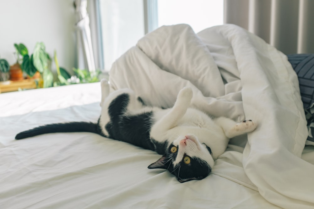 black and white cat lying on white bed
