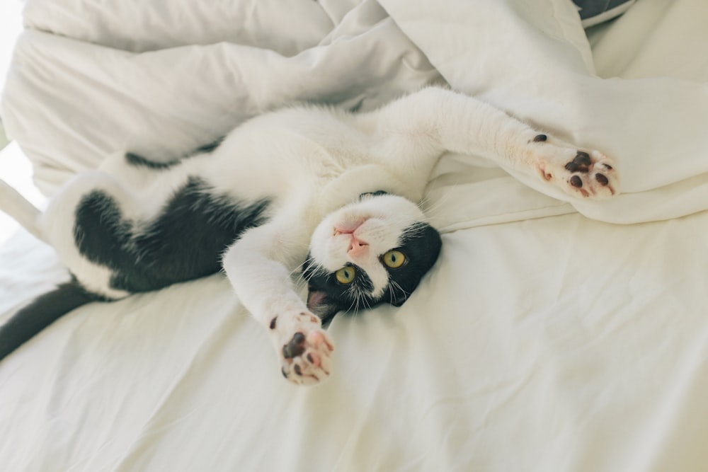 white and black cat lying on white bed