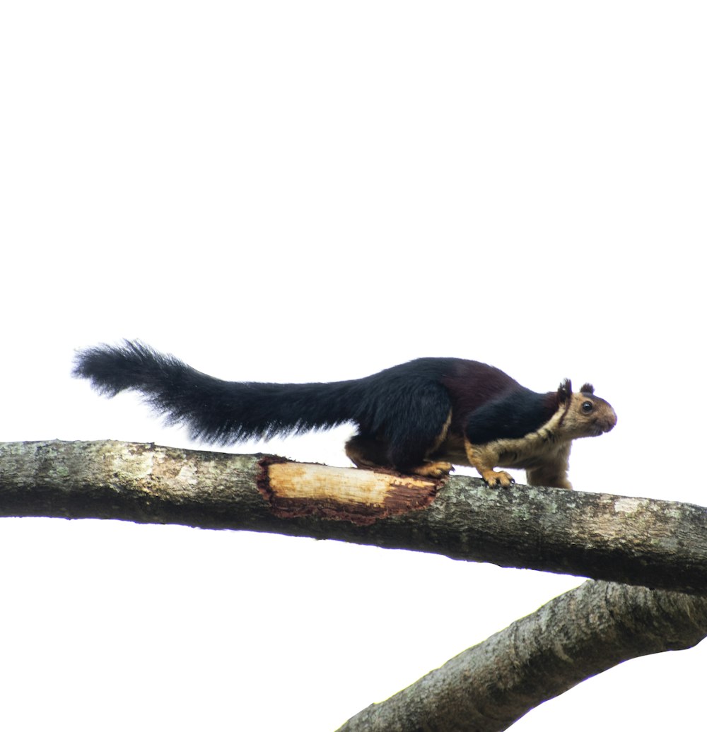 black and white cat on brown tree branch