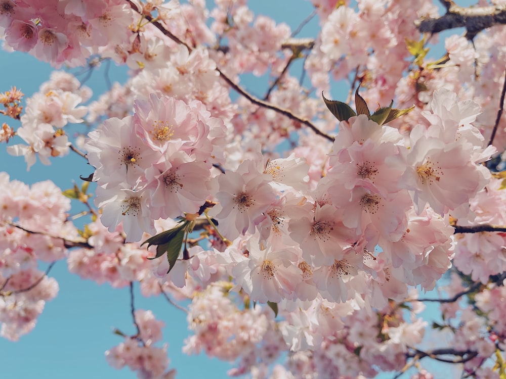 pink cherry blossom in close up photography