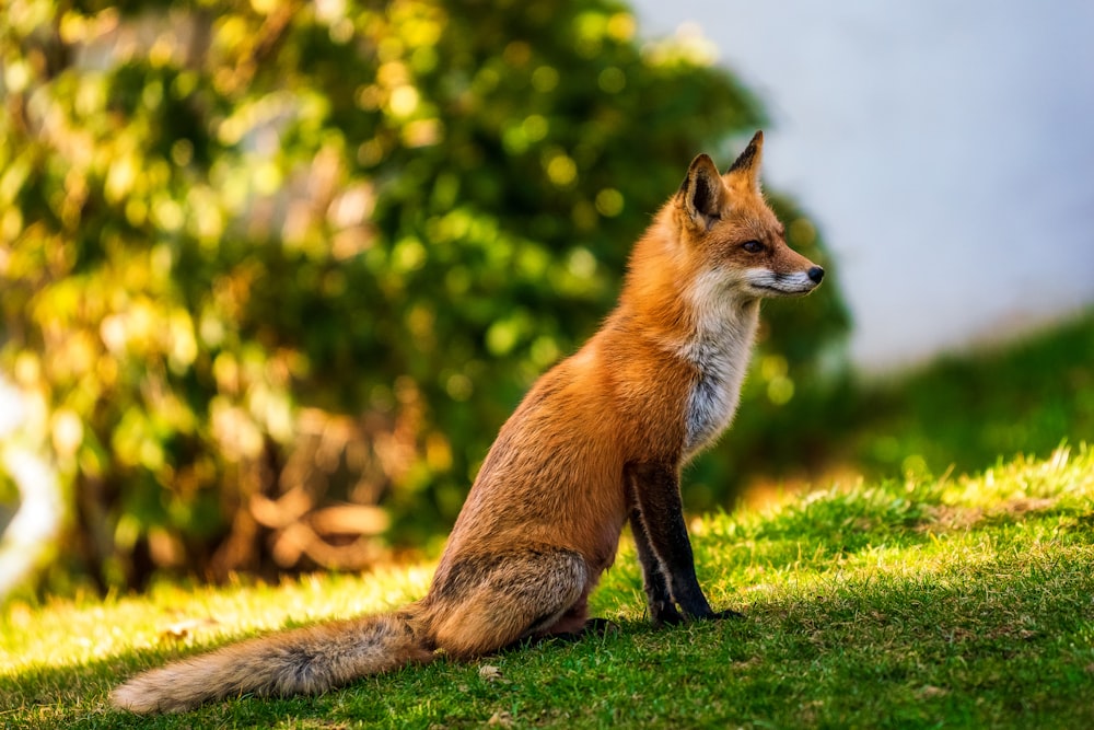 raposa marrom na grama verde durante o dia