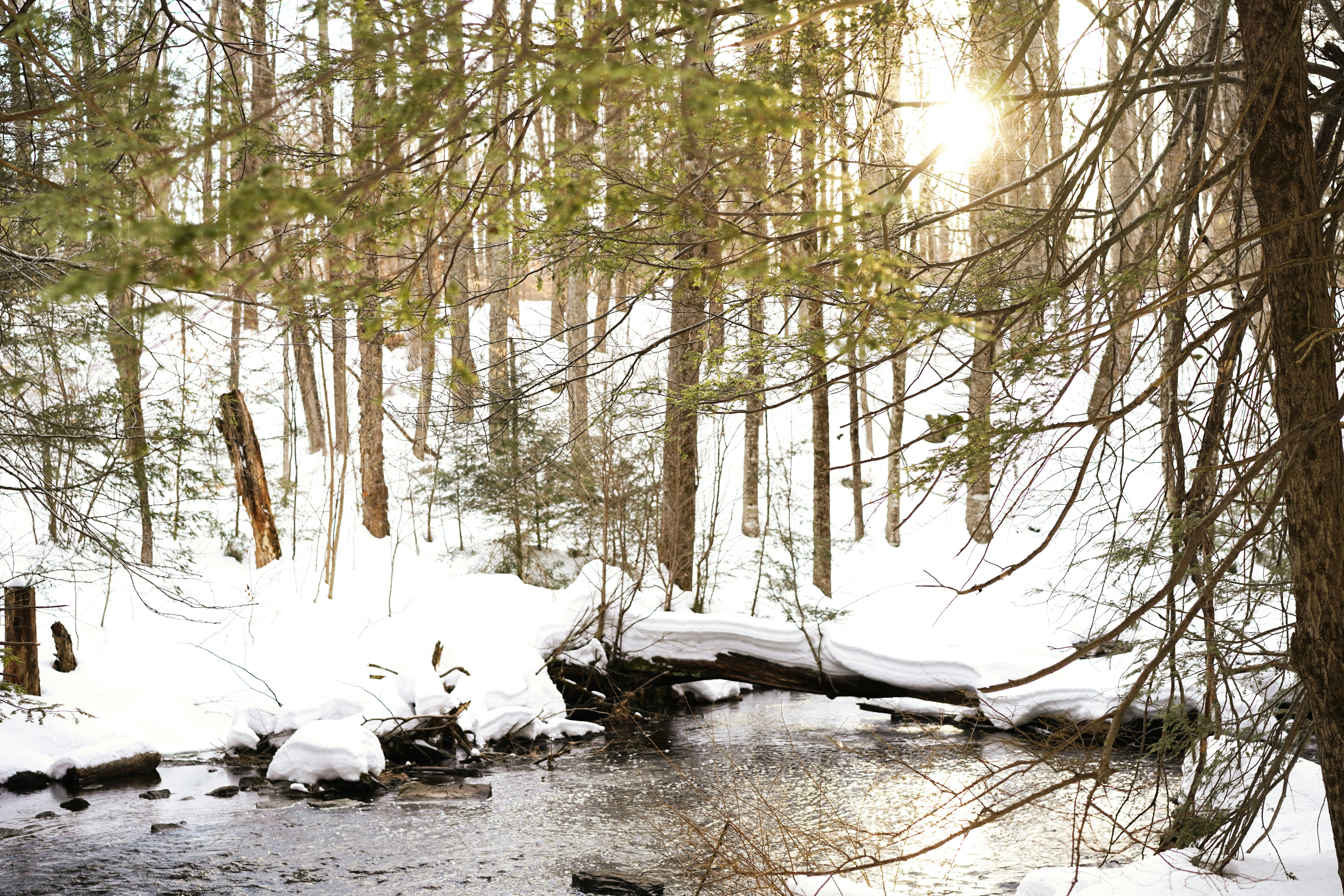 snow covered ground and trees during daytime