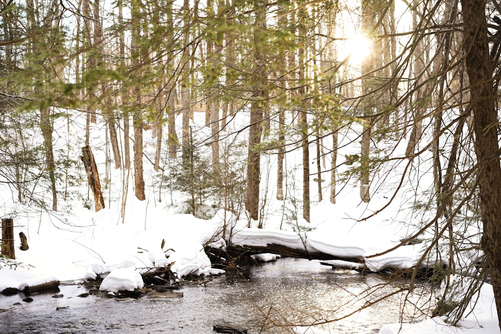 snow covered ground and trees during daytime