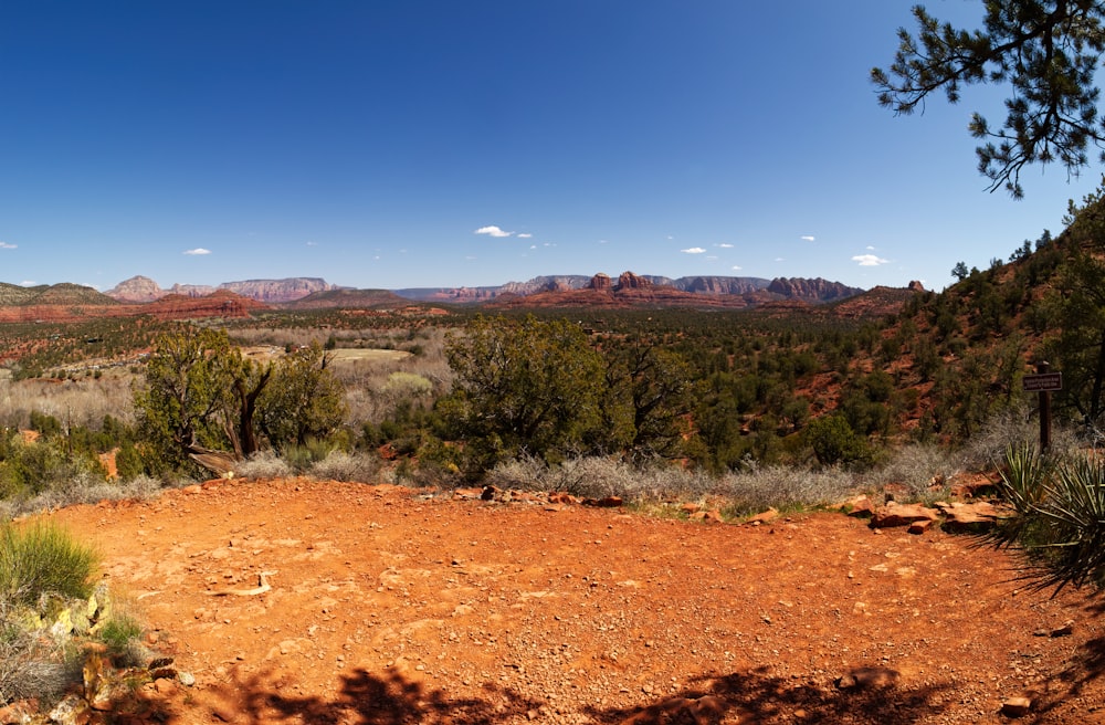 green trees and brown soil under blue sky during daytime