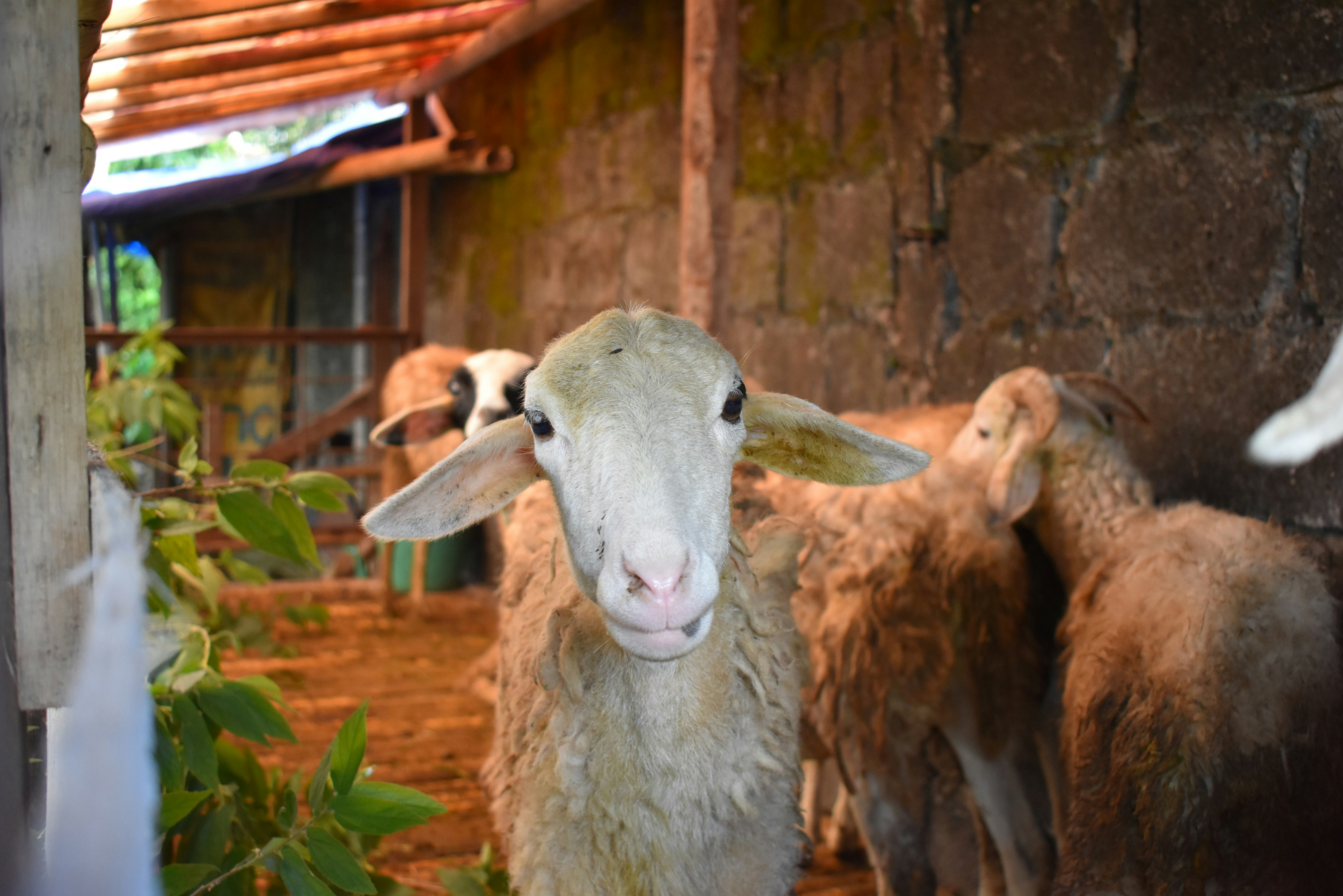 woman wearing yellow long-sleeved dress under white clouds and blue sky during daytime