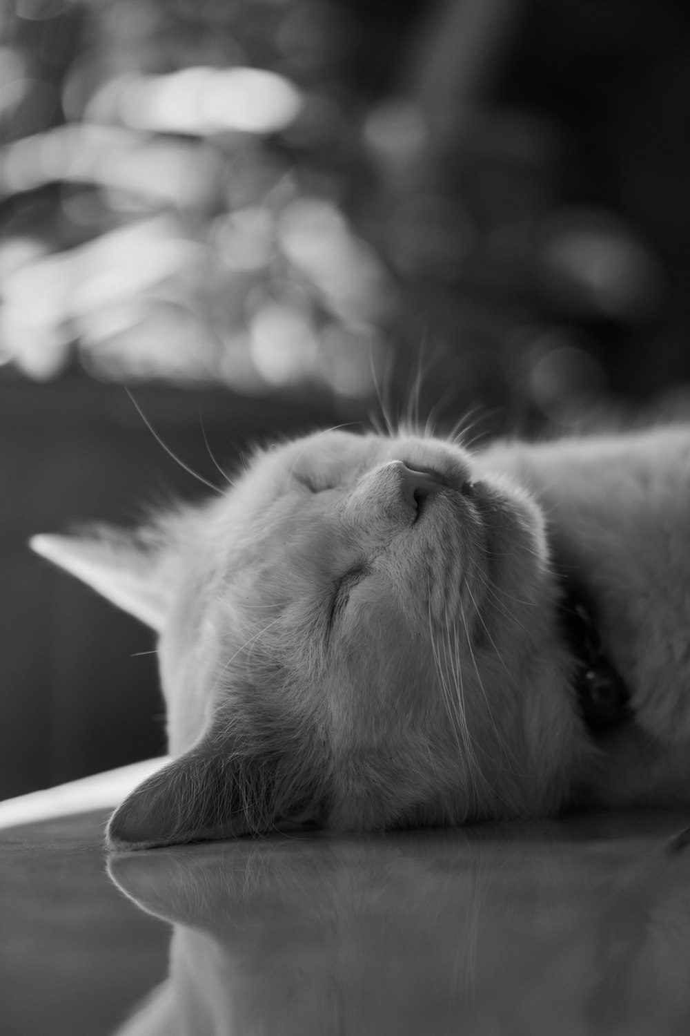 grayscale photo of cat lying on floor