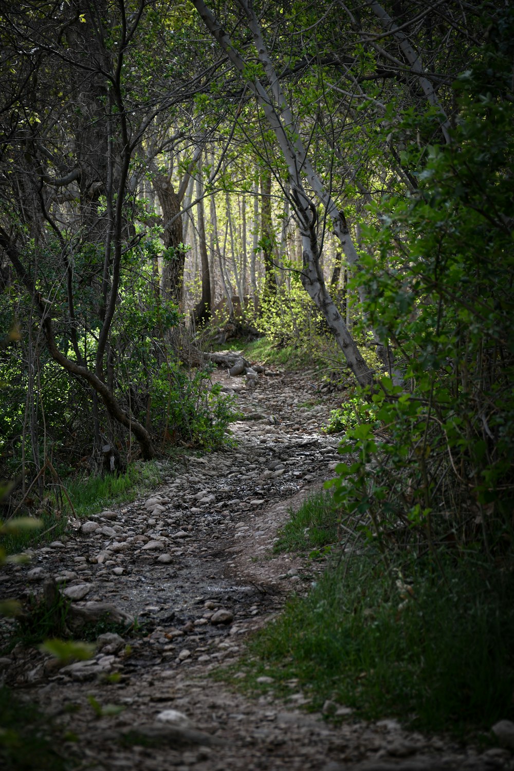 green trees on forest during daytime