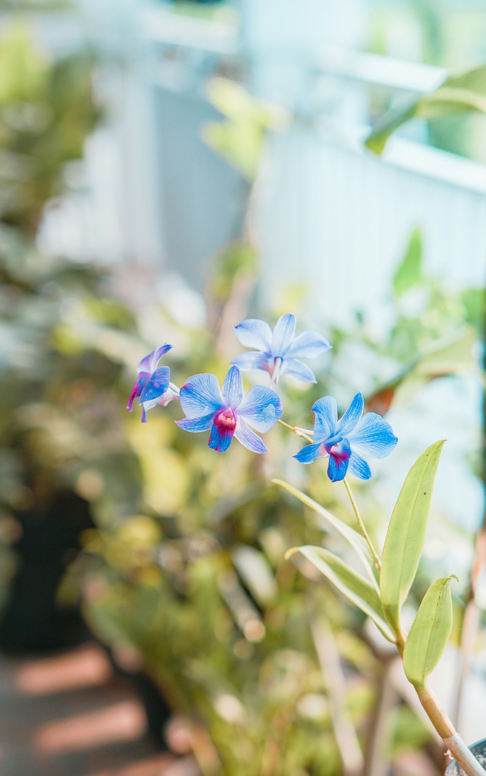 blue and white flower in tilt shift lens
