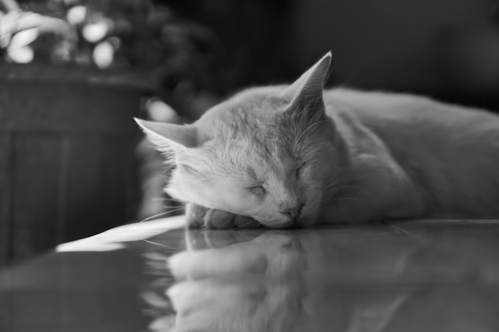 grayscale photo of cat lying on floor