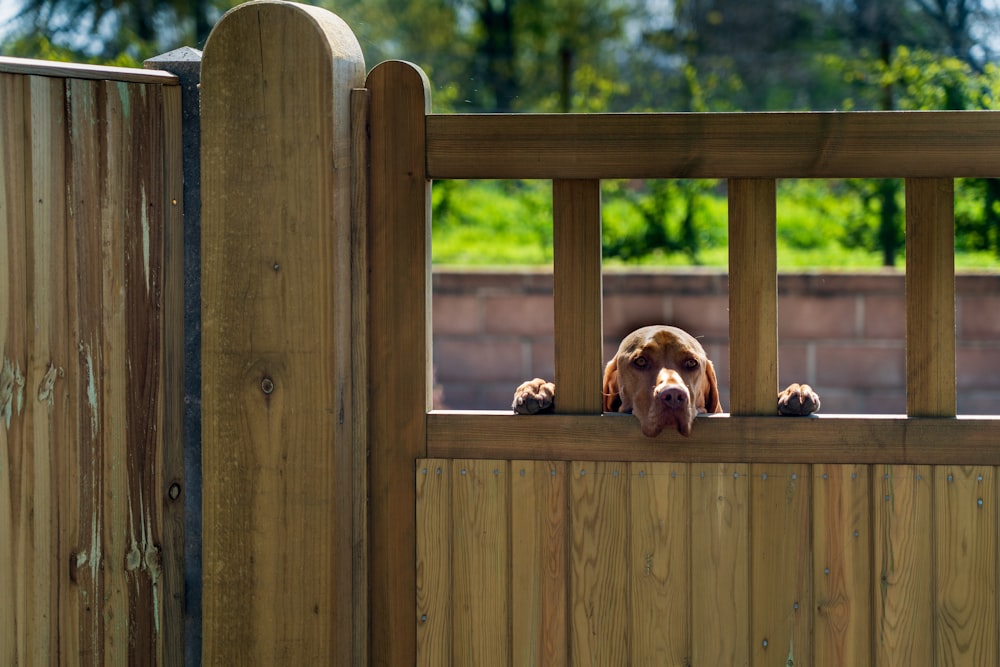 brown and white short coated dog on brown wooden fence during daytime