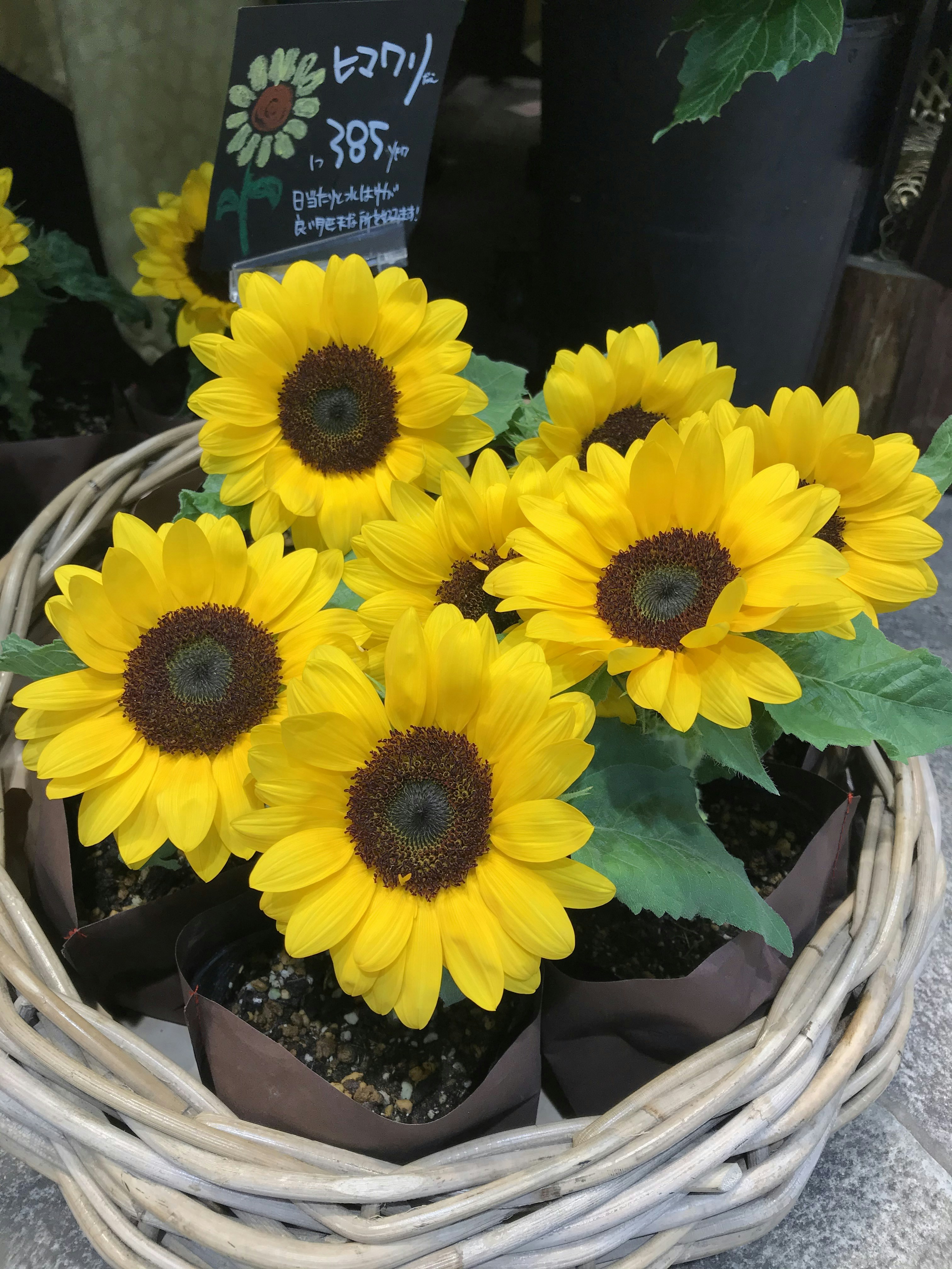 Sunflowers and seasonal blooms in a rustic garden basket arrangement