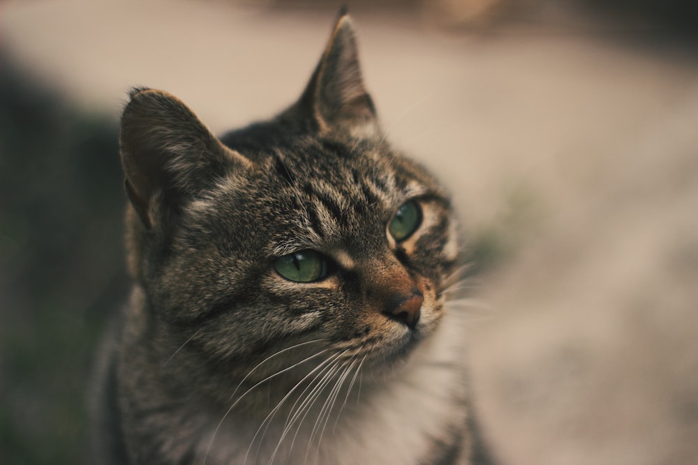 brown tabby cat in close up photography