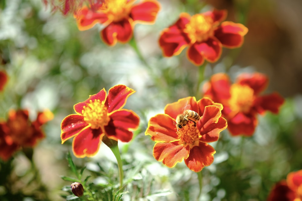 red and yellow flower in tilt shift lens