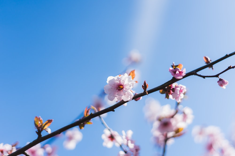 pink cherry blossom in bloom during daytime