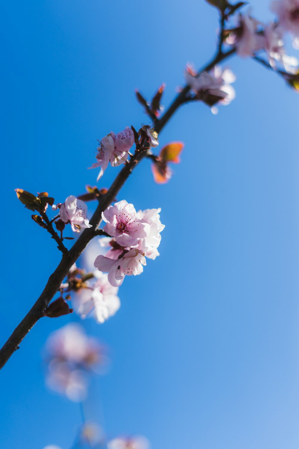 white and pink cherry blossom in bloom during daytime