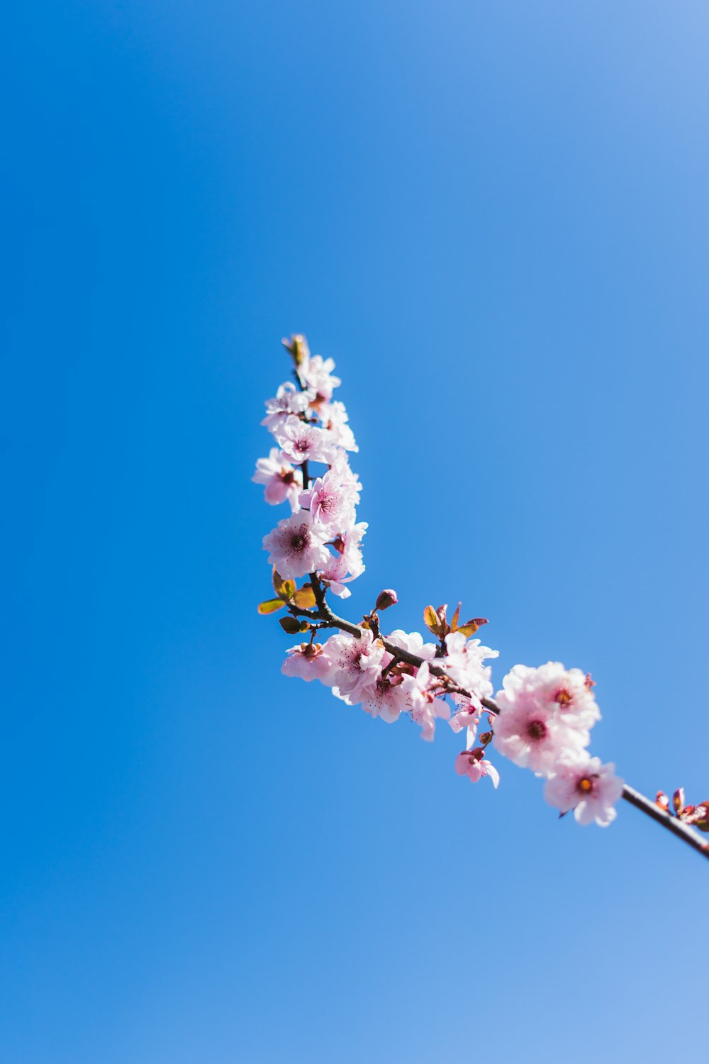 white and pink flower under blue sky during daytime