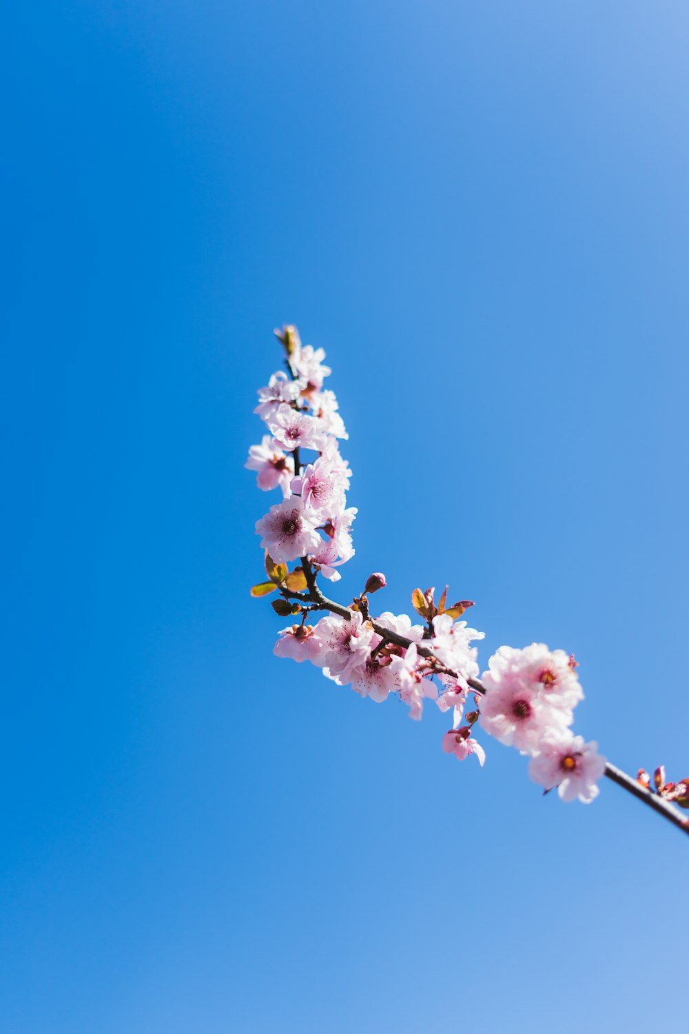 昼間の青空に白とピンクの花