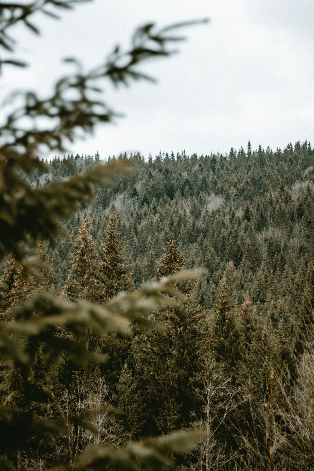 green pine trees under white clouds during daytime