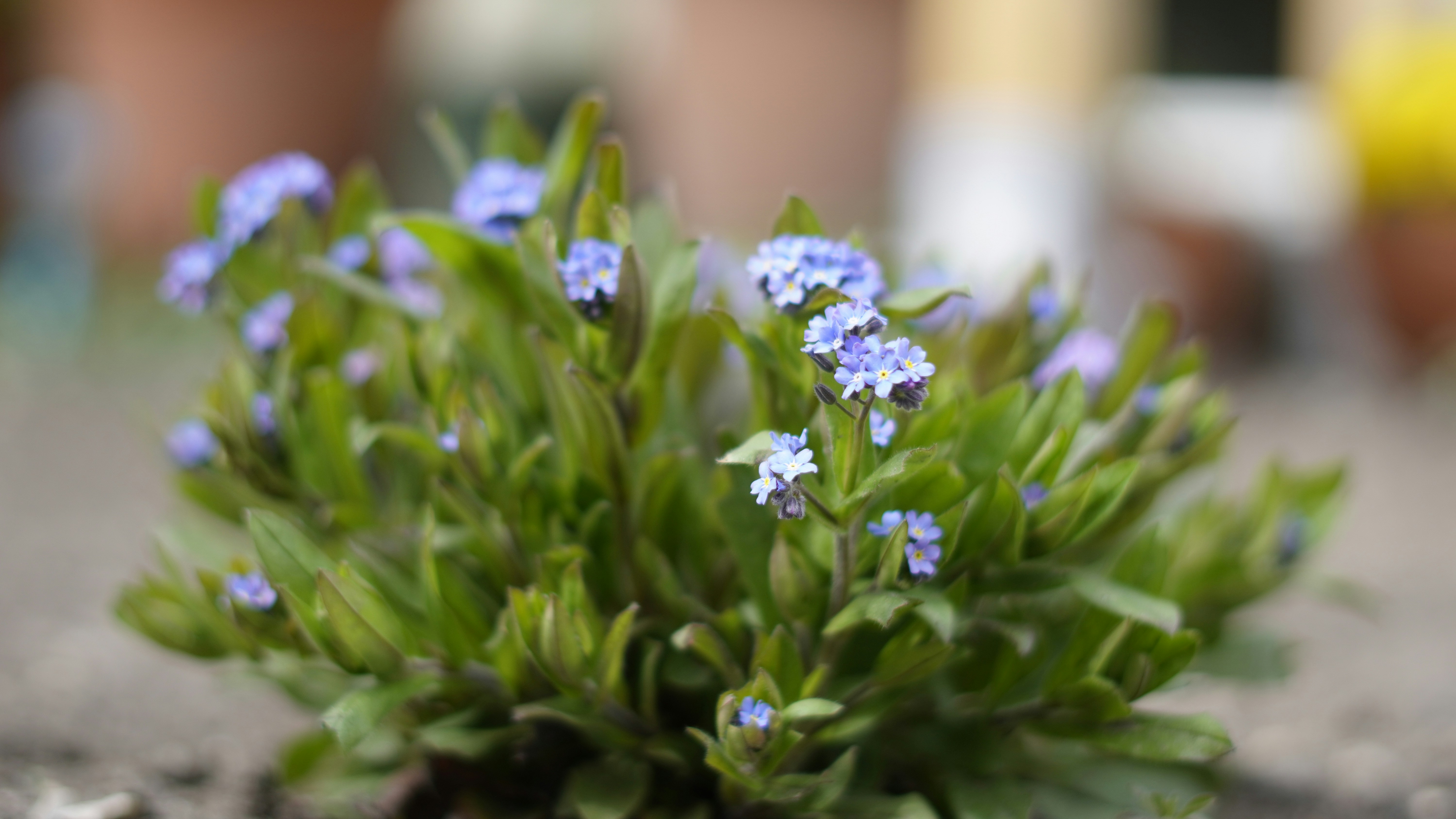 Photo by kohleggermichael