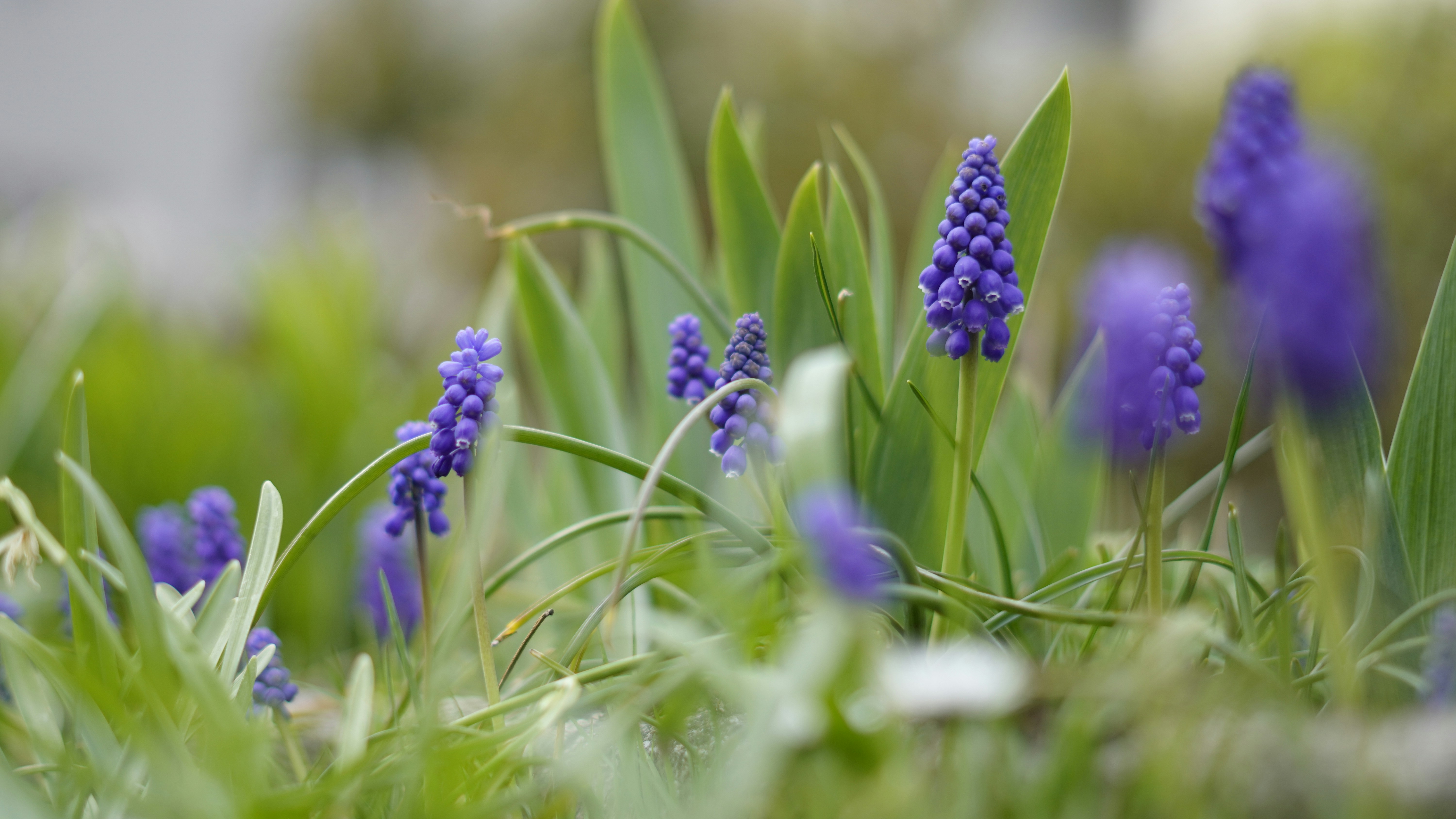 Photo by kohleggermichael