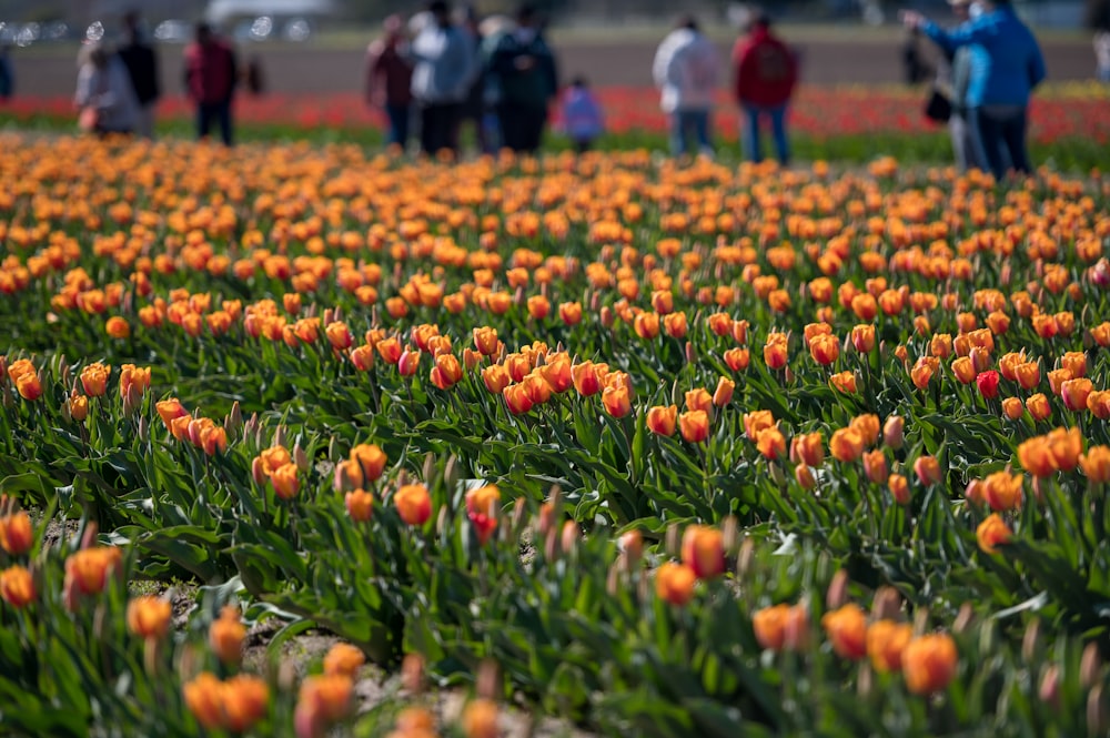 red tulips field during daytime