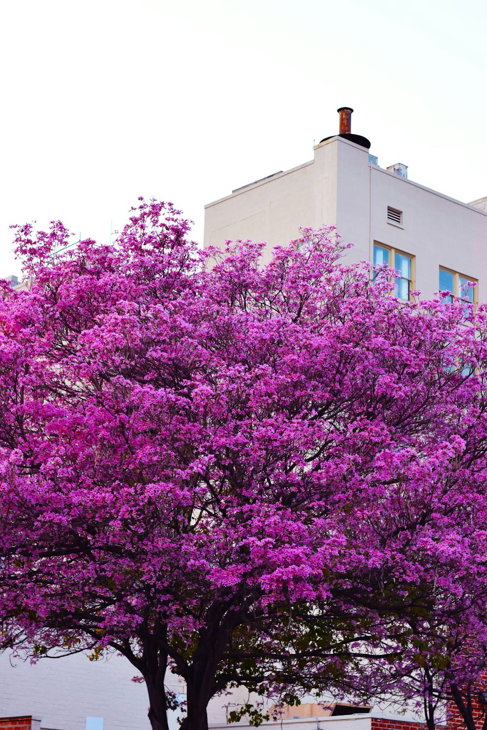 Foto árbol de flores moradas cerca de un edificio de hormigón marrón –  Imagen Flor gratis en Unsplash