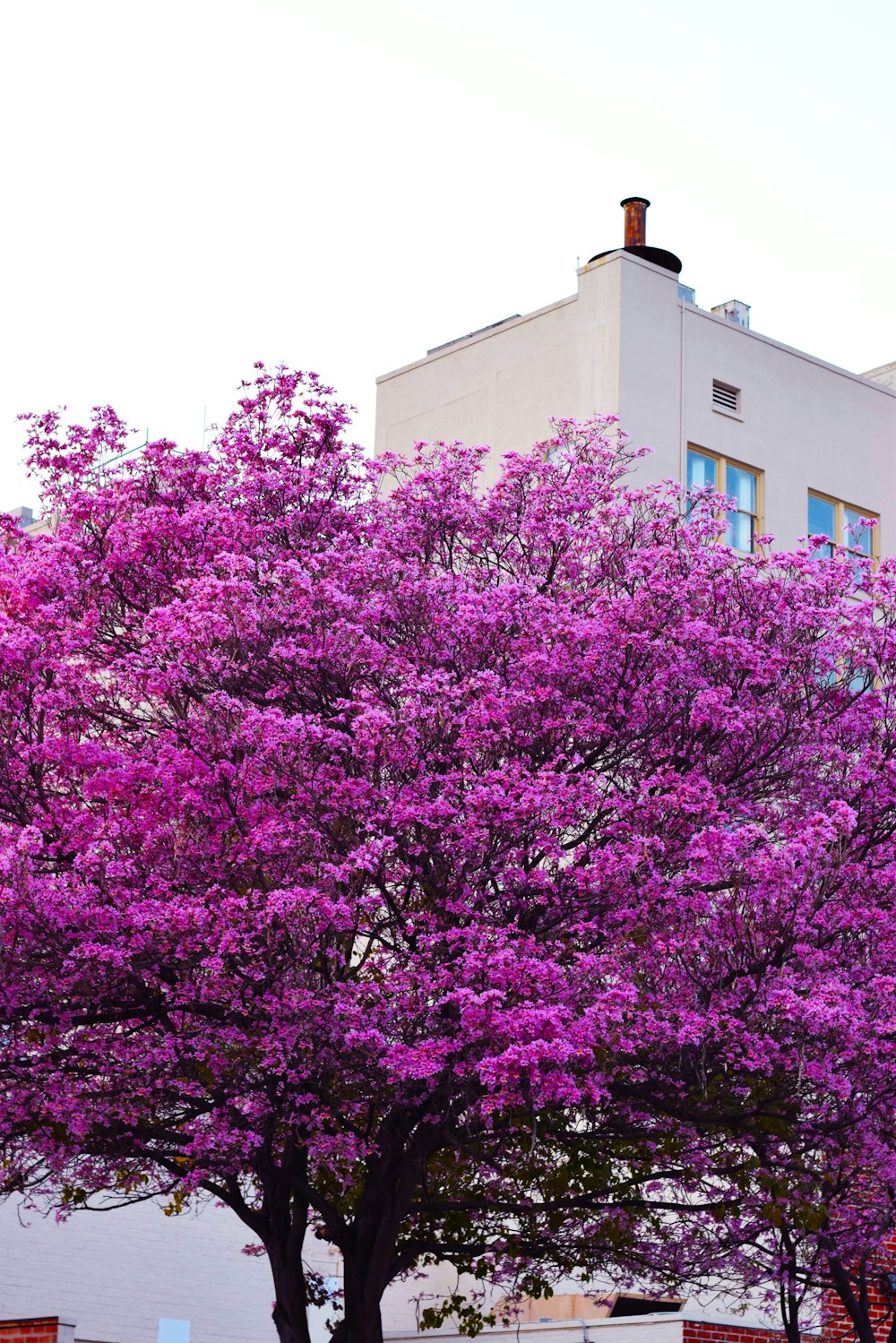 purple flower tree near brown concrete building