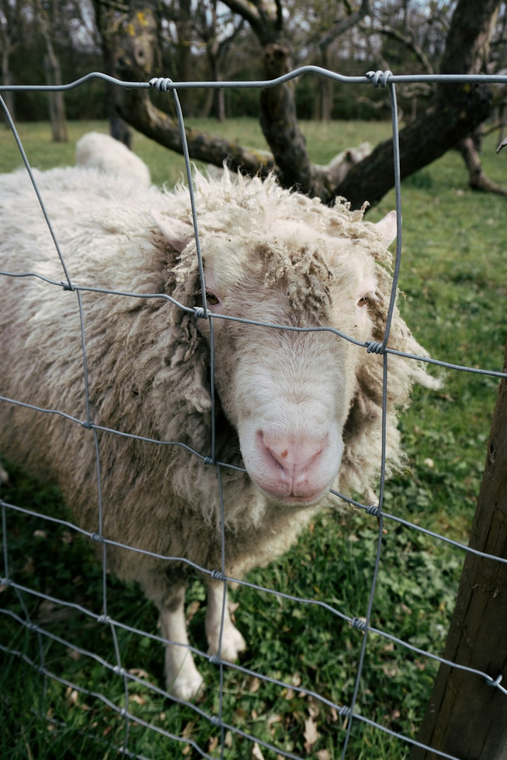 white sheep on green grass field during daytime