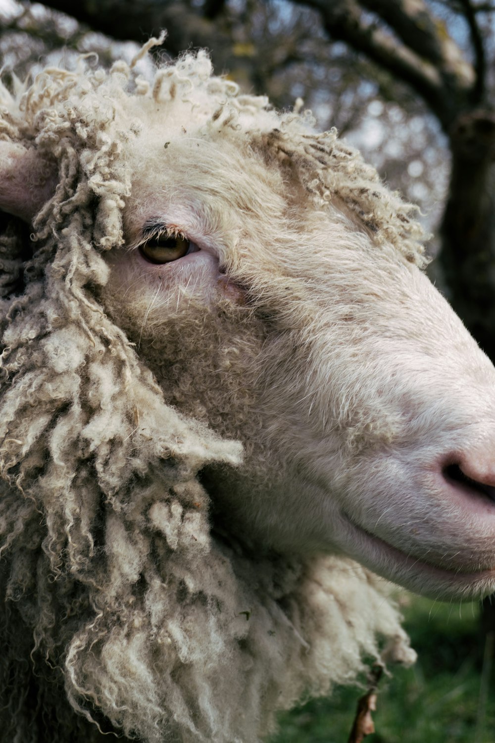white sheep in close up photography
