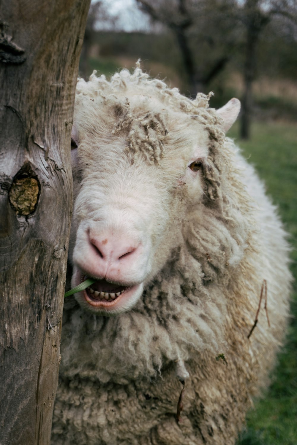 white sheep on green grass field during daytime