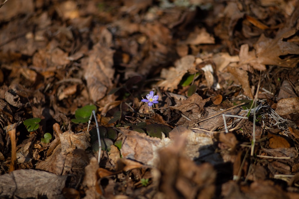 purple flower on brown dried leaves