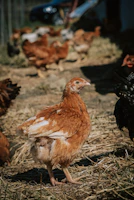 Chickens roaming freely around a rustic farmyard.