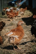 A group of chickens in a farmyard setting with one prominently featured in the foreground. The chickens have brown and black feathers, and are surrounded by straw and a natural outdoor environment.
