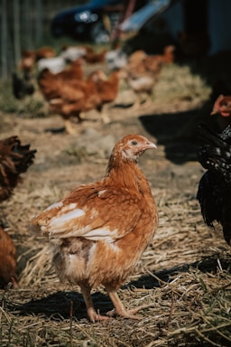 A friendly veterinarian discussing poultry health with a farmer in a lively farm setting.