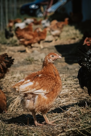 A group of chickens in a farmyard setting with one prominently featured in the foreground. The chickens have brown and black feathers, and are surrounded by straw and a natural outdoor environment.