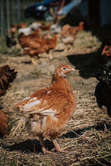 A group of chickens in a farmyard setting with one prominently featured in the foreground. The chickens have brown and black feathers, and are surrounded by straw and a natural outdoor environment.