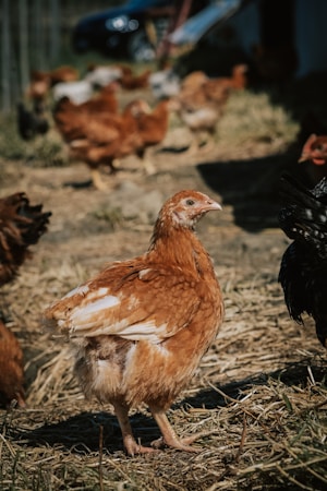 A group of chickens in a farmyard setting with one prominently featured in the foreground. The chickens have brown and black feathers, and are surrounded by straw and a natural outdoor environment.