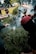 Several people are pouring water from bottles onto a smoky area surrounded by bushes in an outdoor setting. The group appears to be engaged in an activity that involves extinguishing smoke. There are other people and greenery visible in the background.